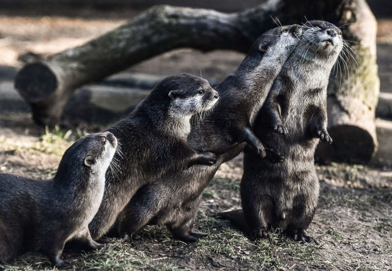 Nutrias de un acuario de EE.UU. dan positivo a Covid-19