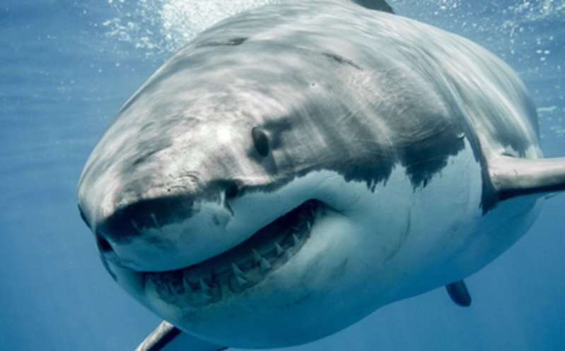 Estudio: Los tiburones solo atacan a los seres humanos por 'confusión'