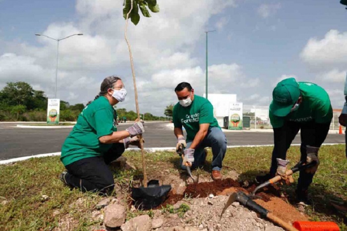 Renán Barrera promete a plantar más de 150 mil árboles