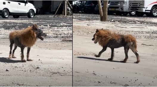 Rescata a un perro del que todos se reían por su aspecto de león y le da una 2a. oportunidad