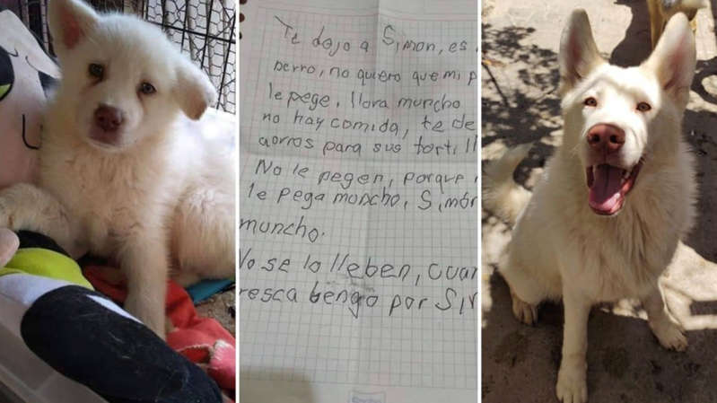 Perrito que fue abandonado por su dueño para que no le pegaran creció sano y feliz