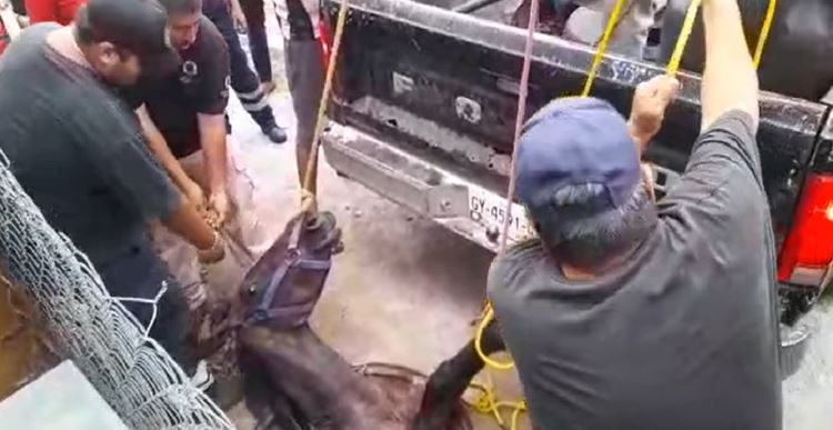 (VÍDEO) Caballo cae a coladera en Temixco, Morelos; lo rescatan