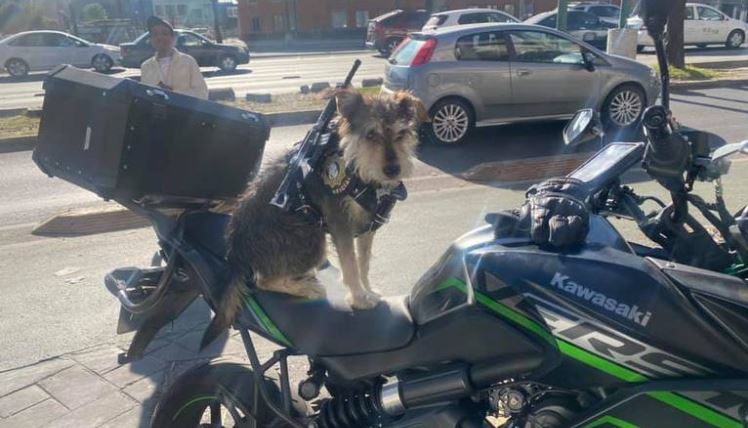 Inusual agente de seguridad en una panadería con uniforme, placa y metralleta