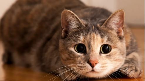 El próximo 8 de agosto será el Día Internacional del Gato ¿L@ consentirás?