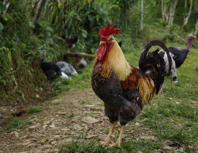 FRANCIA: Vecinos denuncian a un gallo por cantar muy temprano