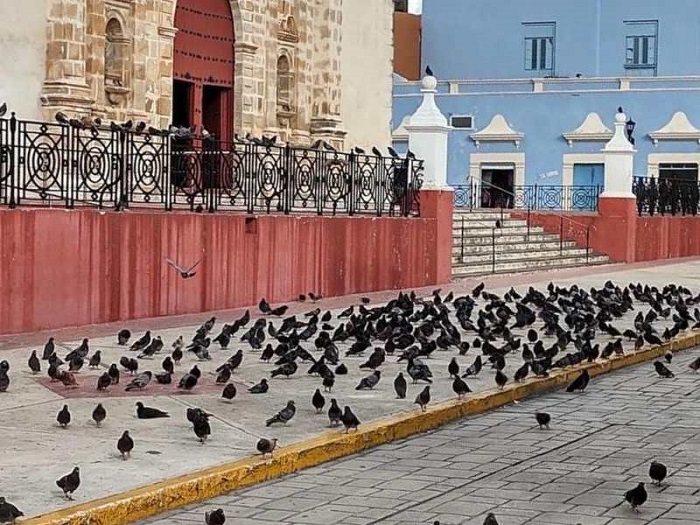 Señalan que la muerte de palomas callejeras en Campeche "mejora la salud"