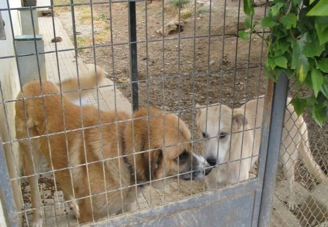 Mérida: Mas ciudadanos adoptan animales en la perrera