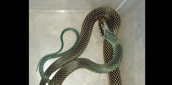 Encuentran serpiente "corredora elegante" en Dziuché, Q. Roo