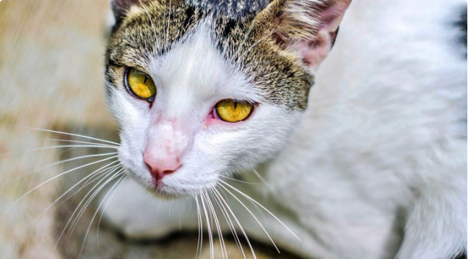 Capturan a "narcomichi" en Costa Rica: gato llevaba droga adherida al cuerpo