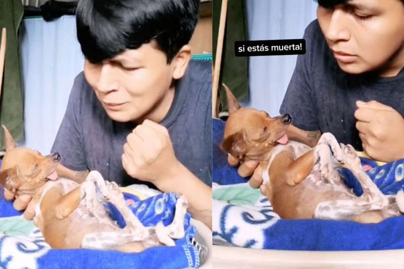 Perrita se vuelve famosa por hacerse "el muertito ¡toda una actriz!