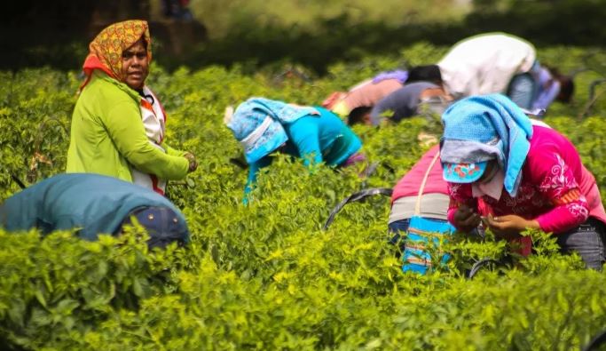 FAO: Mujeres son clave para producir alimentos, pero con condiciones laborales precarias