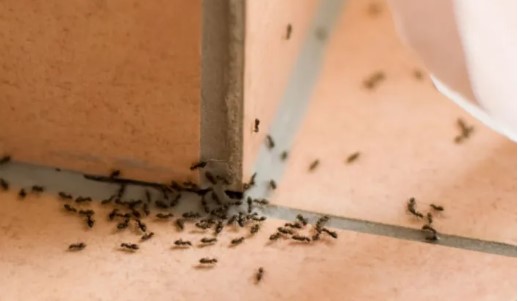 Truco definitivo para acabar con las molestosas hormigas rápidamente