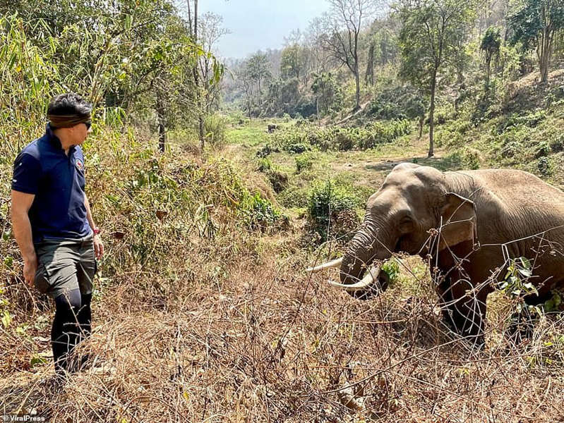 Elefante reconoce a veterinario que le salvó la vida hace 12 años