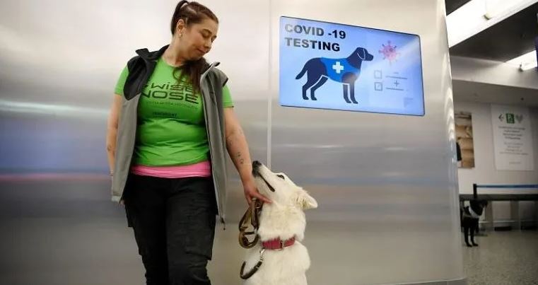 Finlandia utiliza perros detecta-coronavirus en aeropuerto