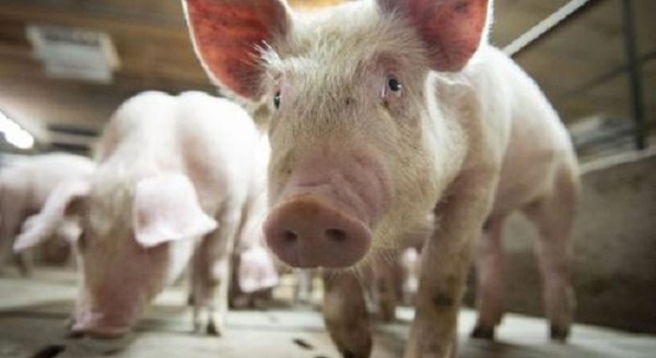 Alerta en Brasil por una nueva gripe porcina que se transmite a los humanos