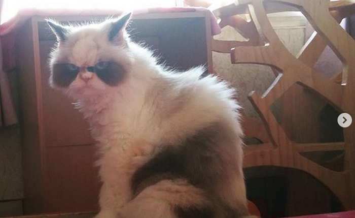 Conoce a la sucesora de "Grumpy Cat", "Meow Meow"