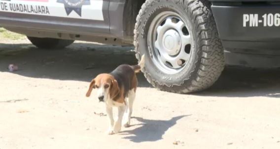 Perro deambulaba con brazo hum@no en el hocico en calles de Zapopan