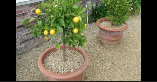 ¿Cómo cultivar limón en macetas? Fácil  y rápido