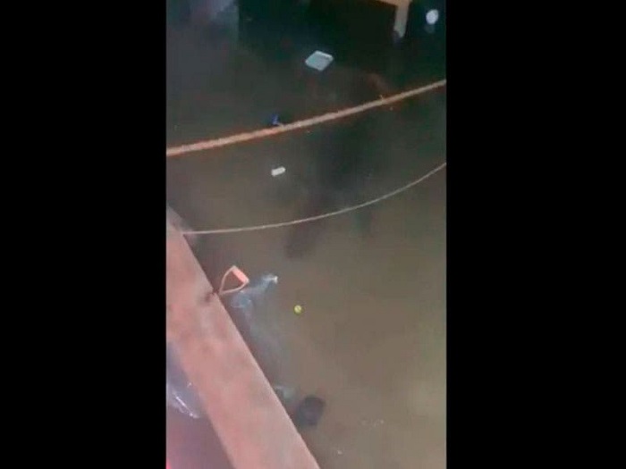 VIDEO: ¡Visitante no grato! Hallan a cocodrilo dentro de casa inundada en Tabasco