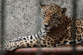 Migrantes centroamericanos cazan jaguares en México para vender sus pieles