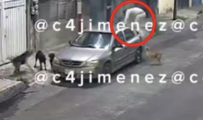 (VÍDEO) CDMX: Inusual ataque de perros a un hombre en Tláhuac