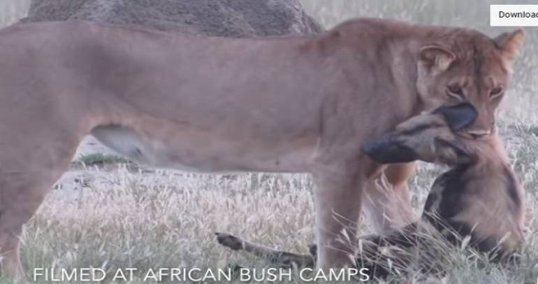 VIDEO: Astuto perro salvaje finge estar muerto para huir de una leona