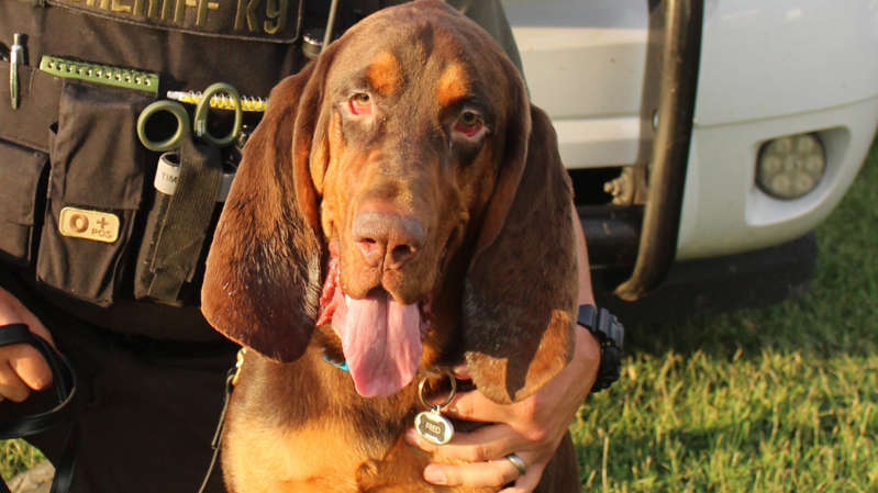 Gracias a su olfato, perro localiza a niña que estaba secuestrada por su padre