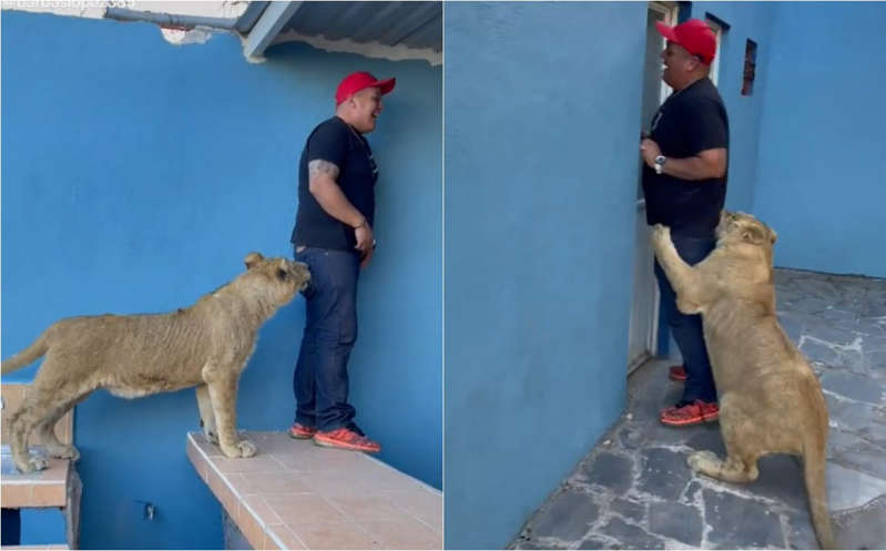 Travieso león asusta a hombre