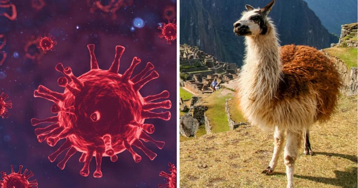 La clave contra Delta podría estar en los nanocuerpos de las llamas