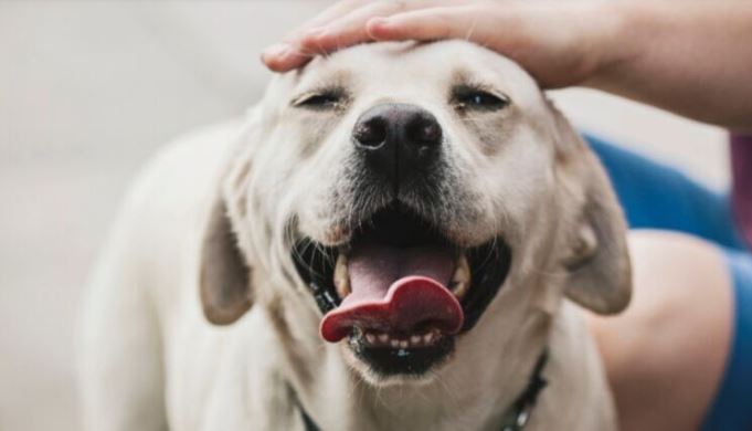 Las palabras que tu perrito ama escuchar y lo hacen feliz