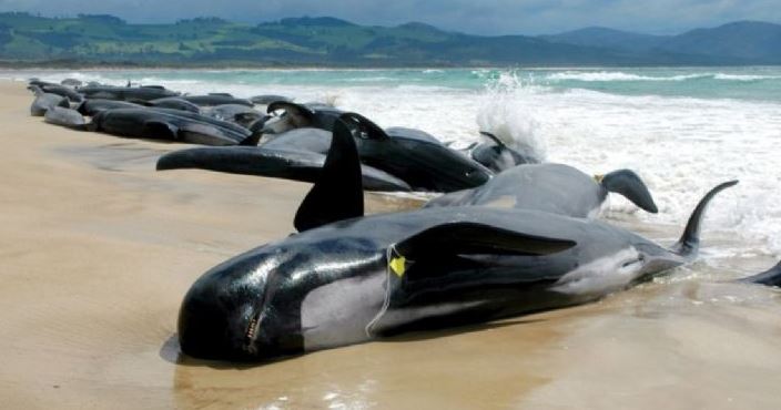 Alrededor de 100 ballenas mueren en costas de Australia