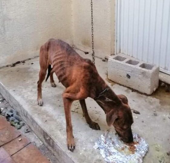 Mérida: Rescatan a “Lía”, una perrita que sufría maltrato en casa