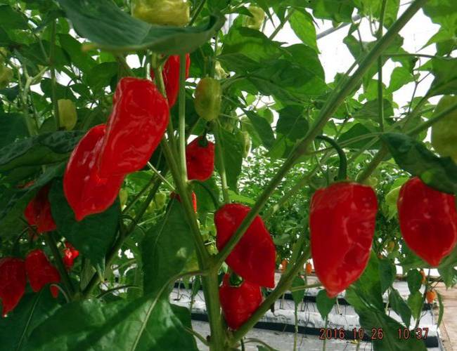 Yucatán: Chile habanero del CICY logra título de obtentor