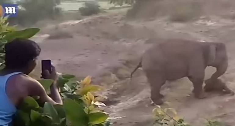 (VIDEO) Elefanta mata a aldeano que fotografiaba a su cría muerta