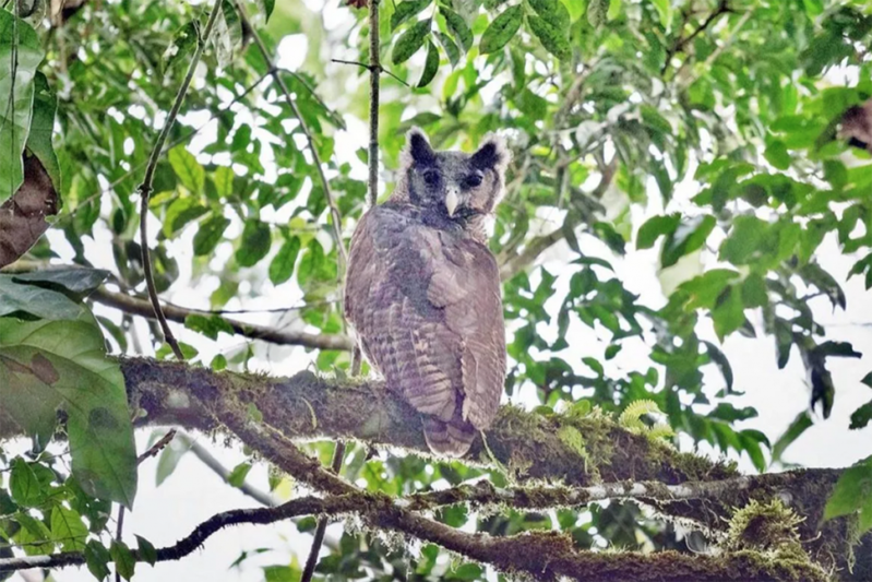 Ecologistas logran fotografiar a gran búho que los eludió durante 150 años