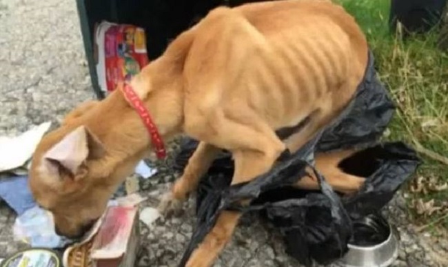 Kanasín: Tiró a su perra a un camión recolector de basura porque ya no la quería