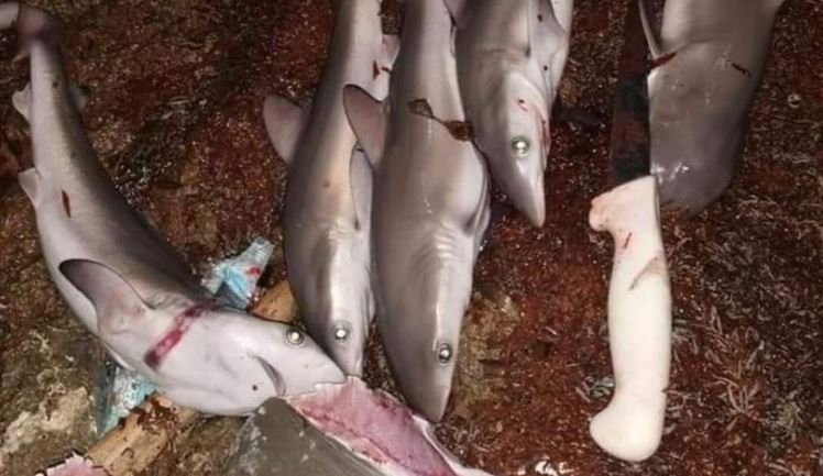 Colombia: Indigna matanza de un tiburón hembra gris y sus cinco crías
