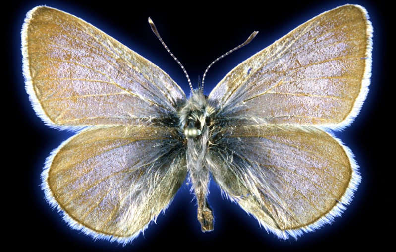 Confirman la 1a. extinción de un insecto por el humano: la mariposa azul Xerces