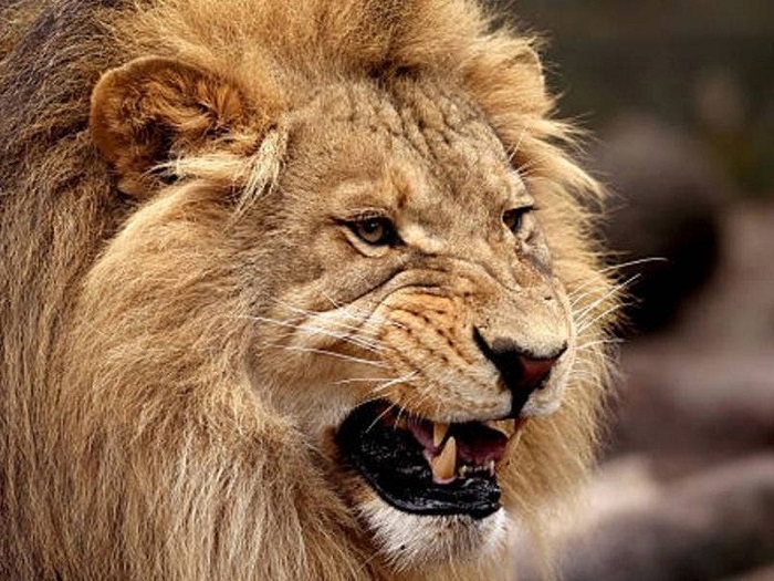 León ataca empleada de un zoológico mientras limpiaba su jaula en Alemania