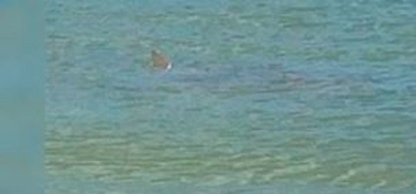Avistan presunto tiburón en costas de Progreso