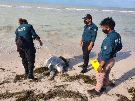 Yucatán: Hallan una caguama sin vida en la playa; se enredó con una soga