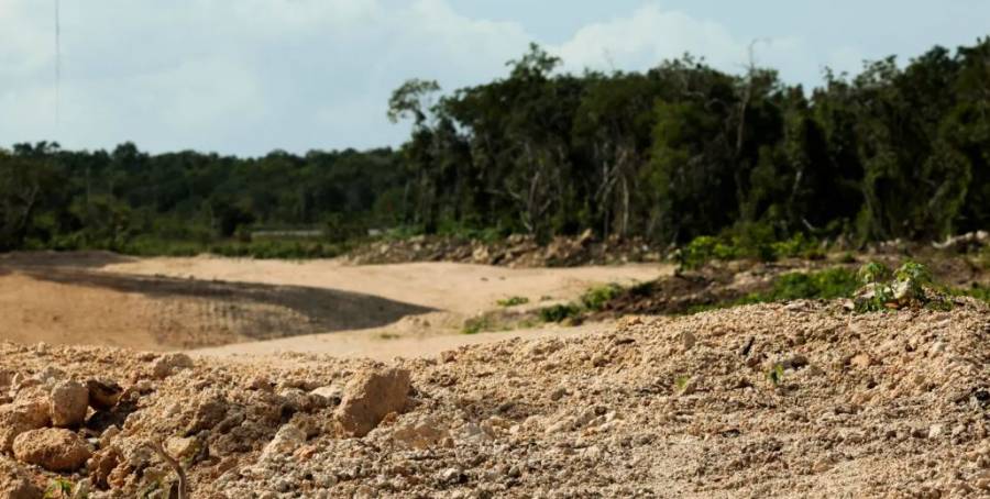 Derriban más de 10 millones de árboles para la construcción del Tren Maya