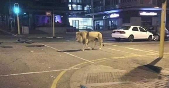 ¿Putin soltó leones por las calles para obligar a la gente a quedarse en casa?