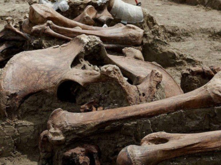 Hallan más esqueletos de mamut en zona del nuevo aeropuerto en Santa Lucía