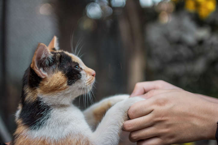 Taiwán sacrifica a 154 gatos de raza que iban en un barco por temor a rabia