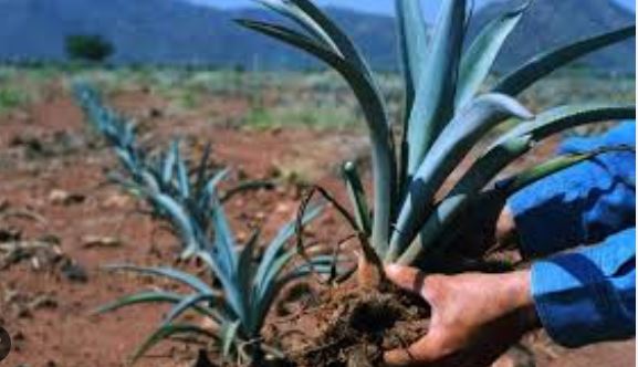 Hay escasez de agave y nos quedamos sin tequila