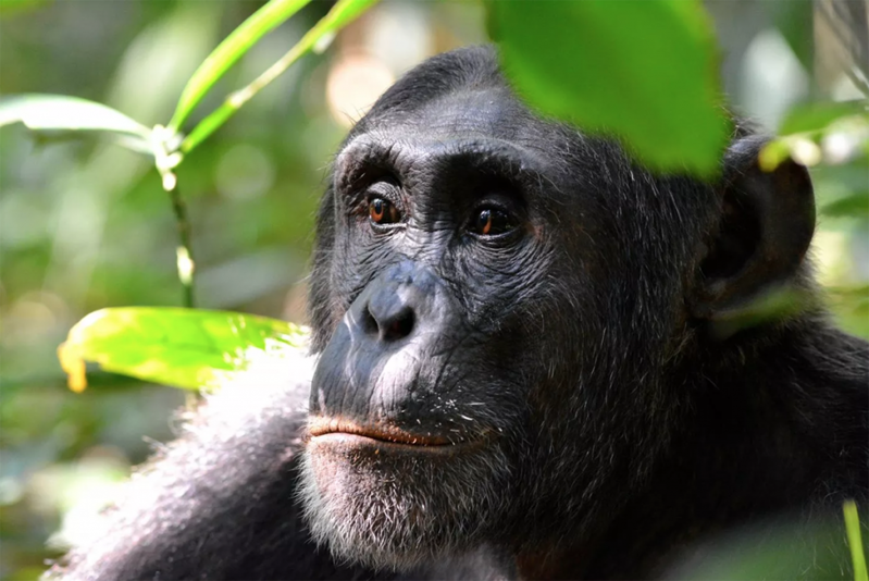 Zoológico prohíbe a mujer que visite a chimpancé con el que tenía un ‘romance’