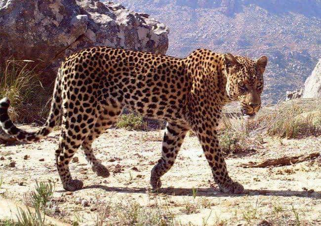 Leopardo mata a niño de 2 años en parque de Sudáfrica