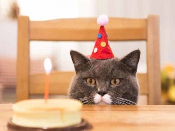 Asisten al cumpleaños de un gato y ¡se contagian de Covid-19!
