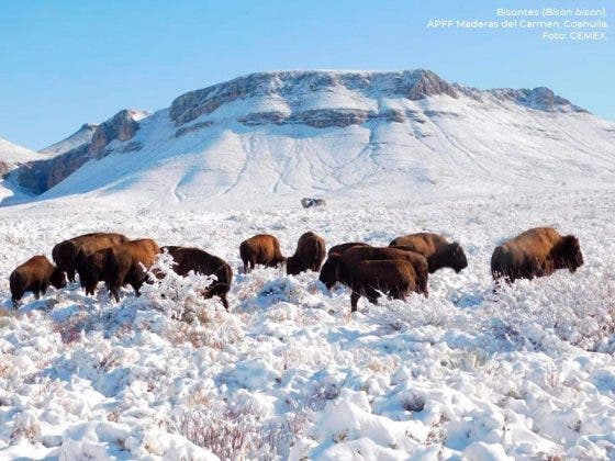 Tras 100 años de ausencia encuentran manada de bisontes en Coahuila